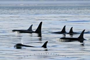 photo of orca family group