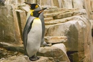 photo of King Penguin