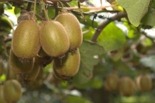 photo of Kiwi Fruit