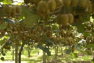 photo of Kiwi Fruit Farm New Zealand