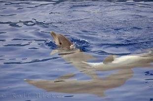 photo of L Oceanografic Dolphins