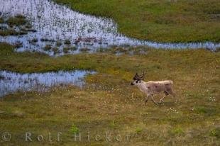 photo of Labrador Caribou Picture