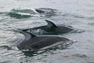 photo of Pacific white sided dolphins Lagenorhynchus obliquidens