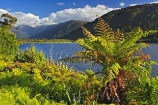 photo of Tree Fern Lake Moeraki Glacier Highway New Zealand