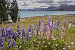 photo of Lakeshore Russell Lupins South Island New Zealand
