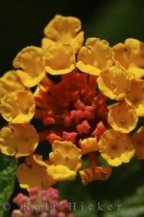 photo of Lantana hybrida Plant