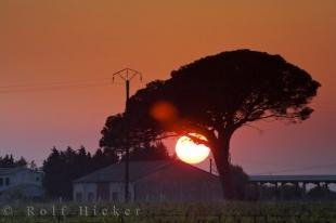 photo of Large Setting Sun Umbrella Tree Village Aigues Mortes Bouches Du Rhone Provence France