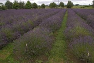 photo of Lavender Fields Pictures