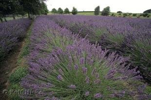 photo of Lavender Field