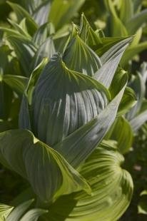 photo of Leafy Plant Alaska