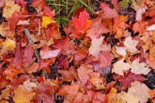 photo of Leaves Tree Algonquin Provincial Park