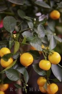 photo of Lemon Tree Cours Saleya Market Nice