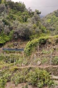 photo of Lemon Trees Vines Vernazza Cliffs Liguria Italy