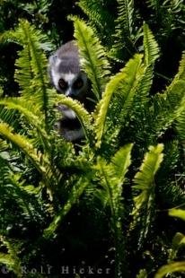 photo of Lemur Catta Auckland Zoo