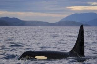 photo of Male Killer Whale Vancouver Island