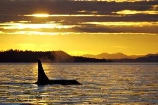 photo of Marine Mammal Orca Whale Sunset