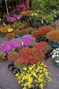 photo of Market Flowers Cours Saleya Nice