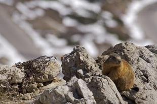photo of Marmot Dolomite Range Italy
