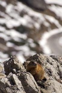 photo of Marmot Picture Italy