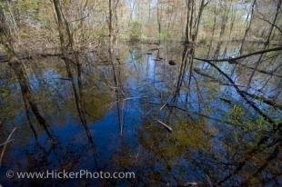 photo of Marshland Forest Trees Nature Wilderness Reflections