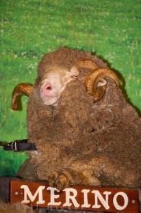 photo of Merino Sheep Show Rotorua New Zealand