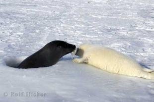 photo of Mom Baby Seal