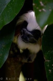 photo of Monkey Animal Cotton Topped Tamarin Auckland Zoo