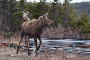 photo of Moose Photo Private Property Newfoundland