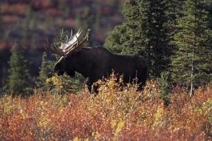 photo of Moose Pictures