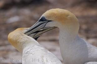 photo of Morus Serrator Australasian Gannets Cape Kidnappers New Zealand