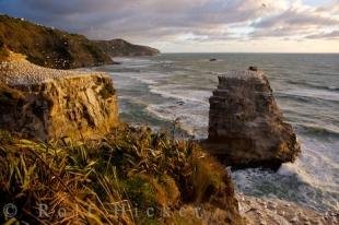 photo of Muriwai Beach Gannet Colony New Zealand