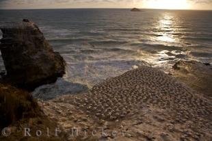 photo of Muriwai Beach Sunset Auckland New Zealand