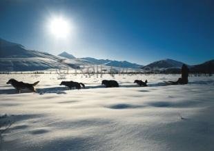 photo of Winter Pictures Dog Mushing Alaska