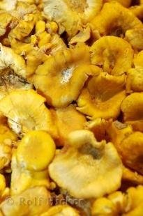 photo of Mushrooms