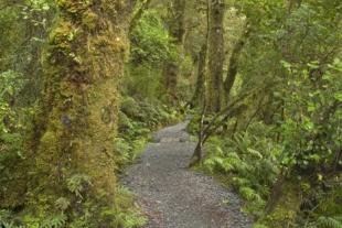 photo of New Zealand Native Trees