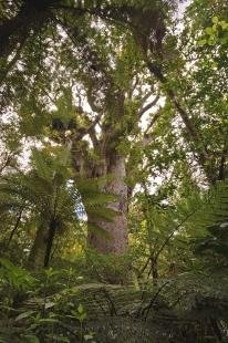 photo of New Zealand Nature Kauri Forest