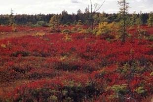 photo of New Brunswick Fall Kouchibouguac