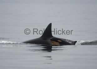 photo of Newborn Baby Transient Killer Whale