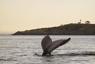 photo of Newfoundland Whale