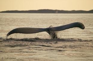 photo of whale tail humpback