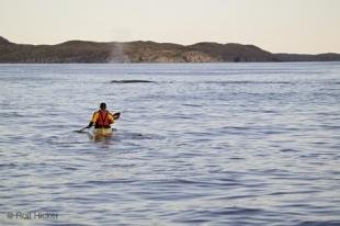 photo of ocean kayaking whales Newfoundland Coast