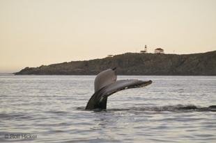 photo of newfoundland F76T0329