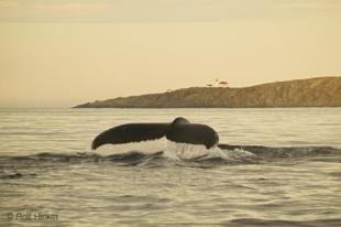 photo of Newfoundland Humpback