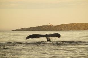 photo of newfoundland F76T0469
