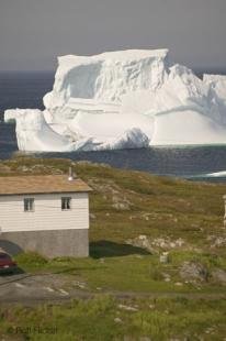 photo of newfoundland F76T0758