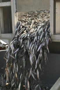 photo of Capelin Fish