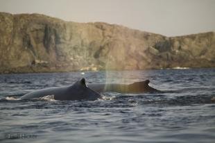 photo of newfoundland F76T1317