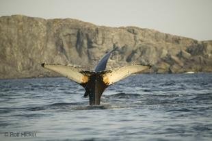 photo of Newfoundland Whale Watching Strait of Belle Isle