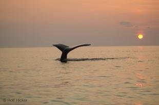 photo of newfoundland F76T1600