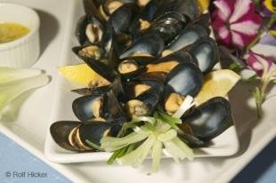 photo of newfoundland F76T2718